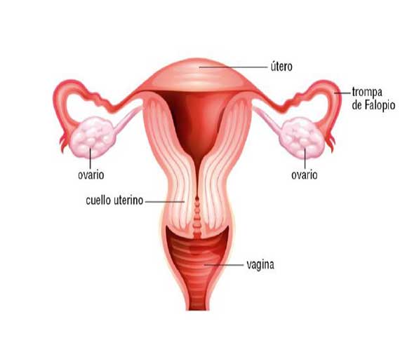 Órganos reproductores femeninos